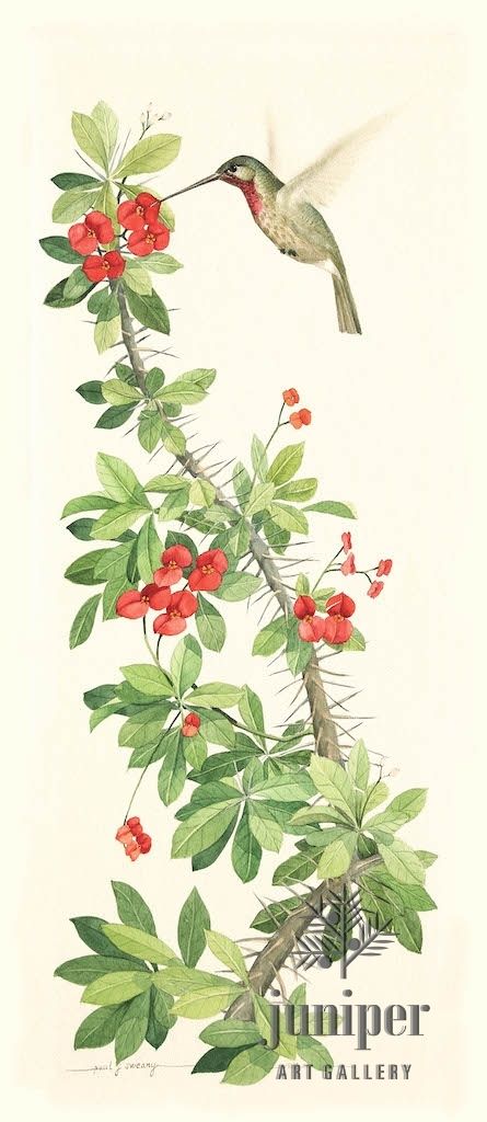 Hummingbird on Crown of Thorns, ORIGINAL watercolor from watercolor by Paul J Sweany