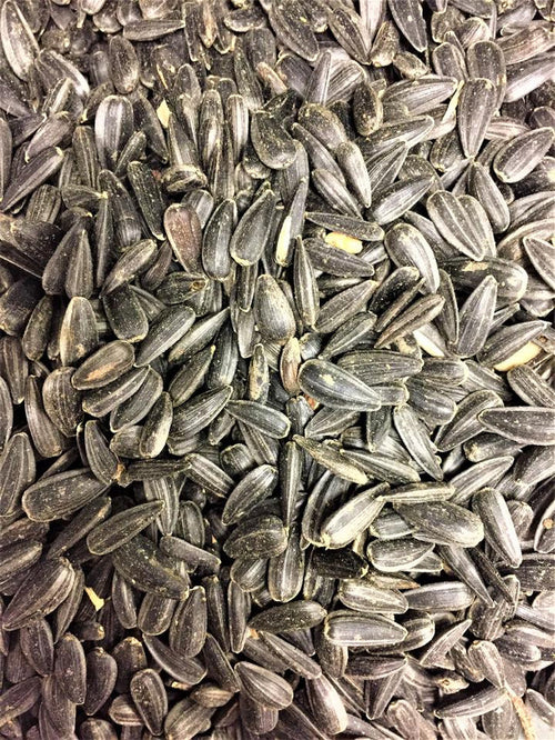 Birds Luv' Em Black Oil Sunflower