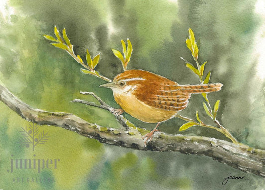 Carolina Wren by Joanne Shank