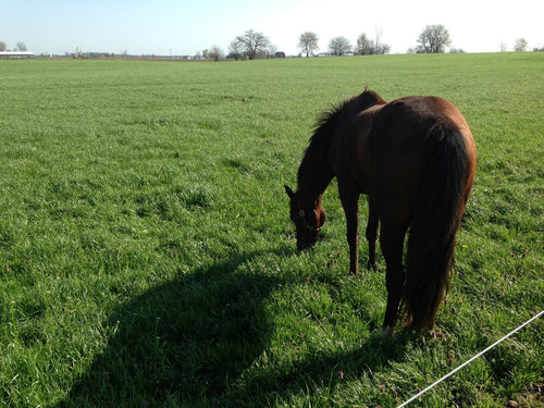 Cisco Champion Pasture Mix 50#