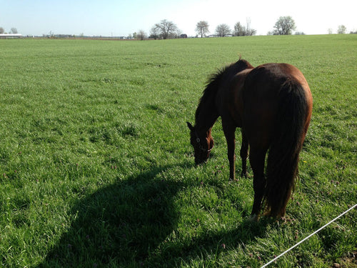 Cisco Champion Pasture Mix