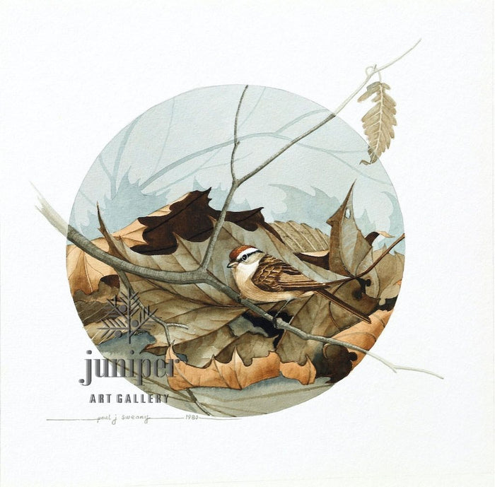 Chipping Sparrow Study , reproduction from watercolor by Paul J Sweany